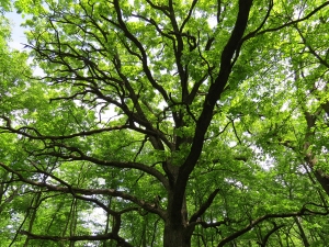 bur oak photo