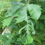 Oaks with leaf holes are typical. According to Doug Tallamy, they support more than 500 species of butterflies and moths. 