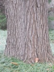 Kentucky Coffeetree bark