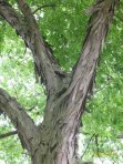 Sycanore Tree - the bark looks like camoflouge