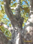 Sycamore Tree - bark resembles camoflouge.